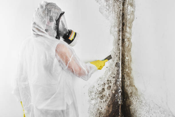 Best Commercial Mold Remediation in Marlton, NJ