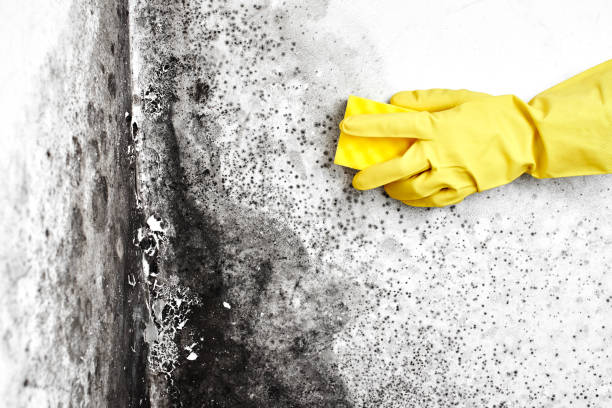 Best Emergency Mold Remediation in Marlton, NJ