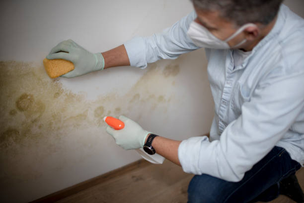 Best Mold Testing and Inspection Services in Marlton, NJ