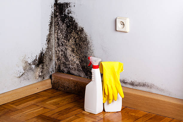Best Emergency Mold Remediation in Marlton, NJ