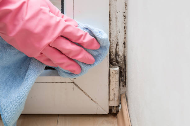 Best Basement Mold Remediation in Marlton, NJ